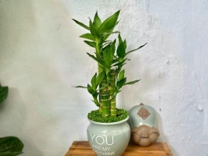 Cây phong thủy tuổi Bính Tý 1996